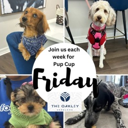 picture of four dogs