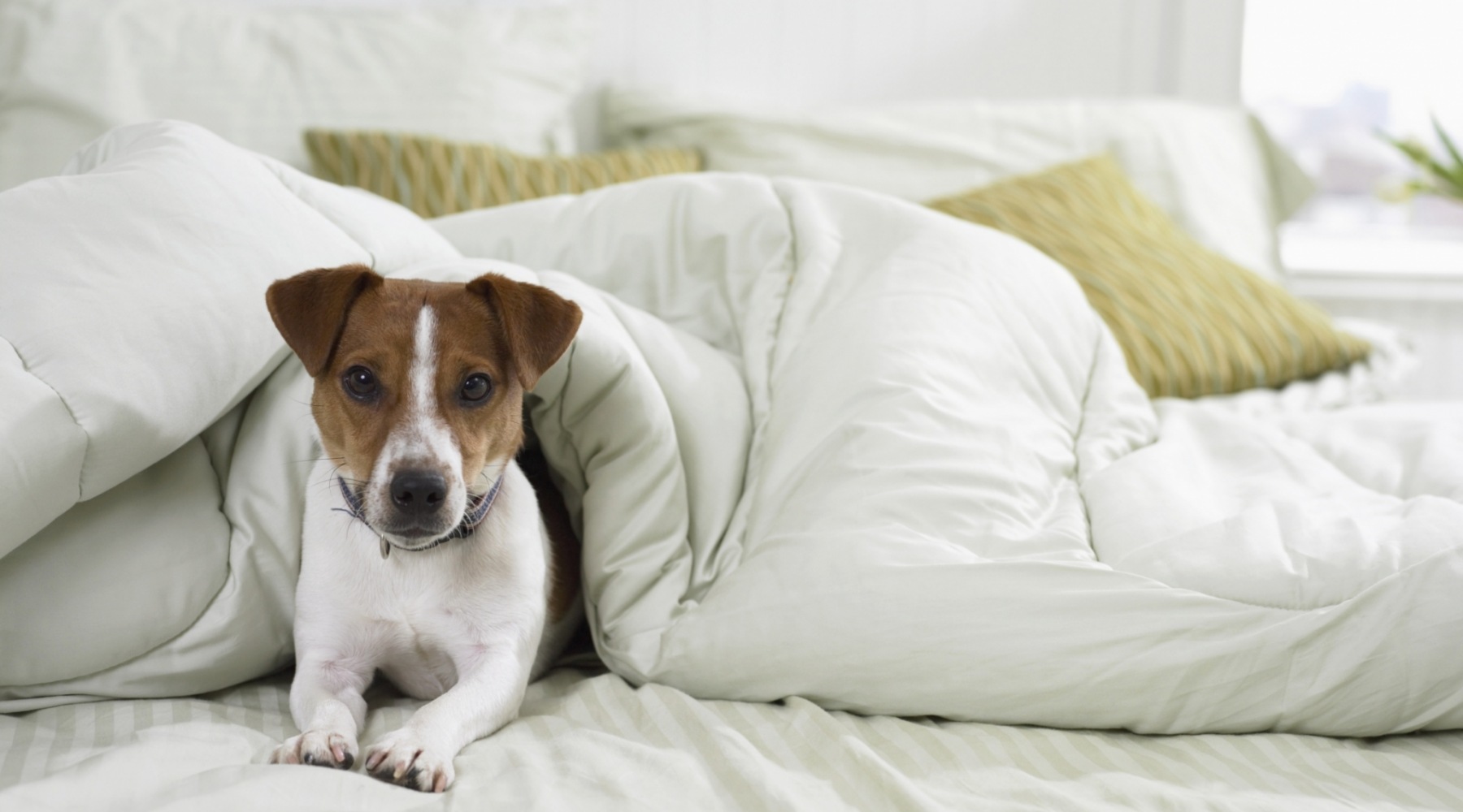 Small dog laying under the blankets of a bed  Small dog laying under the blankets of a bed